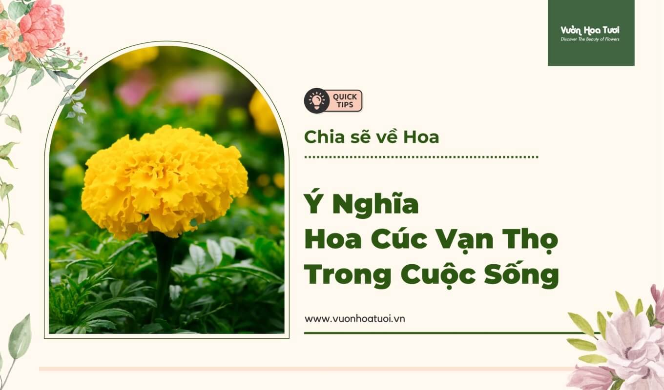 Thơ Về Hoa Cúc: Tuyển Tập Thơ Hay Về Loài Hoa Kiêu Sa Gallery 2