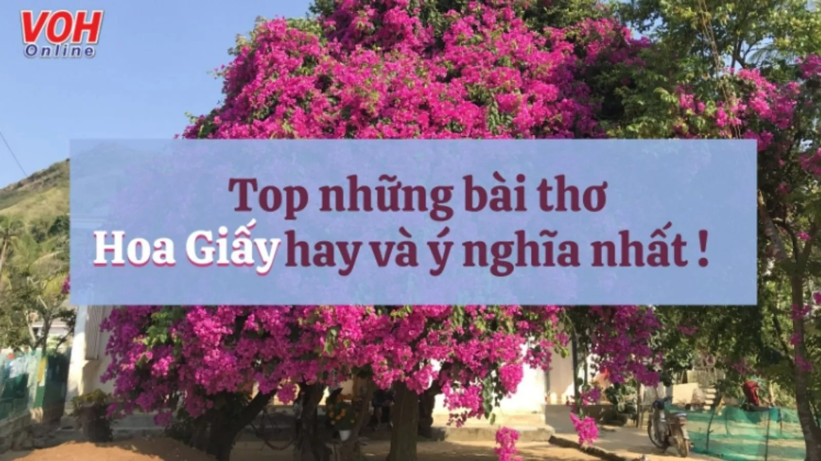 Thơ Về Hoa Giấy - Vẻ Đẹp Tinh Khôi Trong Mỗi Vần Thơ Gallery 2