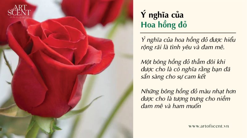 Thơ Hoa Hồng: Tuyển tập những bài thơ hay nhất về loài hoa kiêu sa Gallery 2
