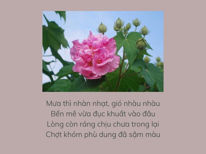 Thơ về Hoa Phù Dung Gallery 2