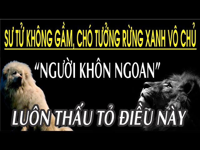 Hổ không gầm chó tưởng rừng xanh vô chủ Gallery 1