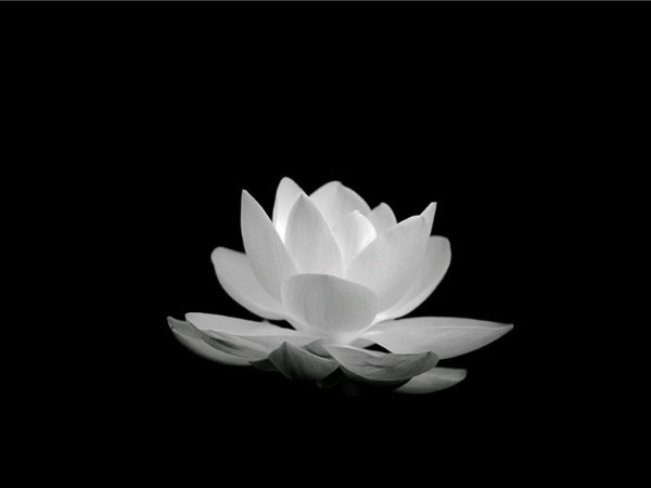 Sen Trắng Ý Nghĩa Gallery 2