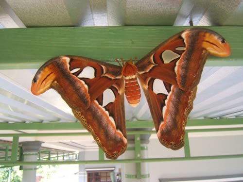 Bướm Khổng Lồ Bay Vào Nhà: Điềm Báo Hay Ngẫu Nhiên? Gallery 1