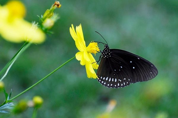 Bướm Xanh Lá Bay Vào Nhà: Điềm Báo May Mắn Hay Xui Xẻo? Gallery 1