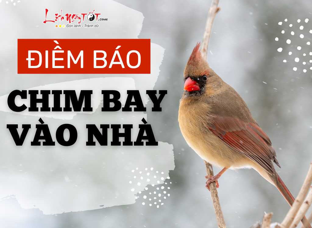 Chim non bay vào nhà là điềm gì? Gallery 1