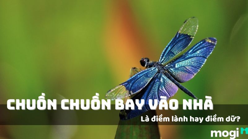 Chuồn chuồn bay vào nhà rồi chết: Điềm báo gì? Gallery 1