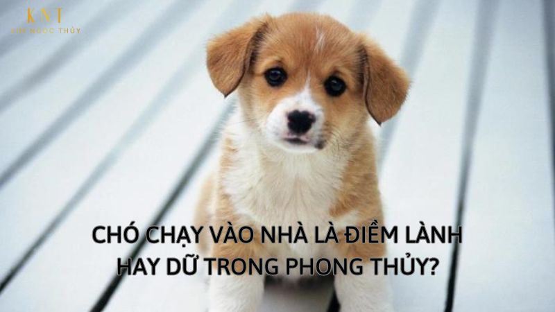Chó chạy vào nhà: Điềm báo hay sự cố? Gallery 1
