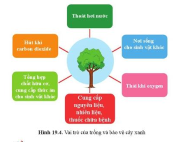 Ý nghĩa thực tiễn của việc trồng và bảo vệ cây xanh