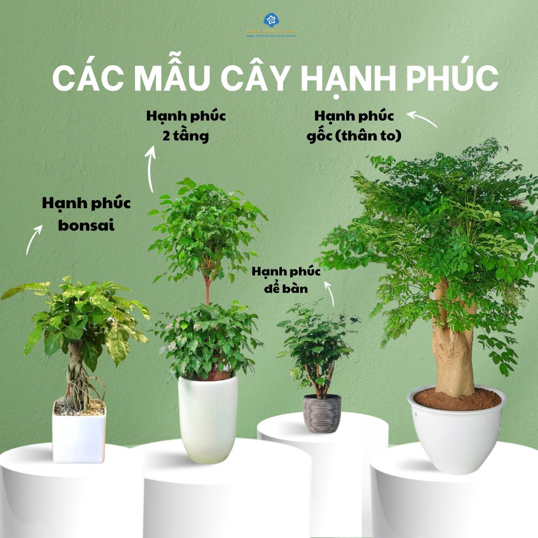 Cây Hạnh Phúc Có Ý Nghĩa Gì? Gallery 1