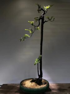 Cây khô một lá bốn năm cành Gallery 1