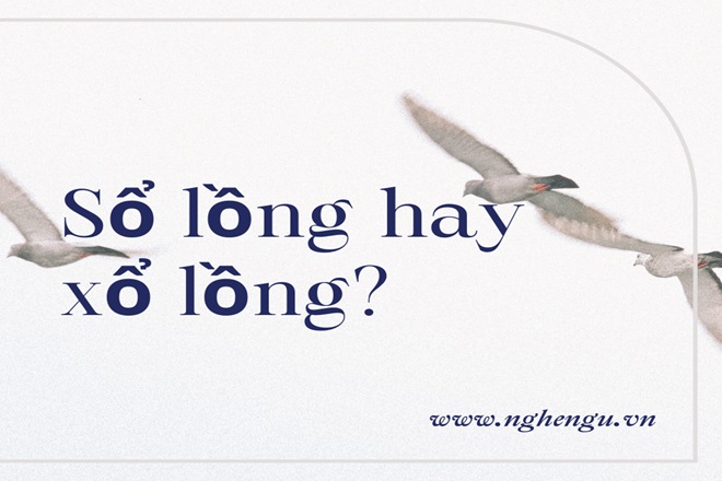 Sổ Lồng Hay Xổ Lồng? Gallery 2