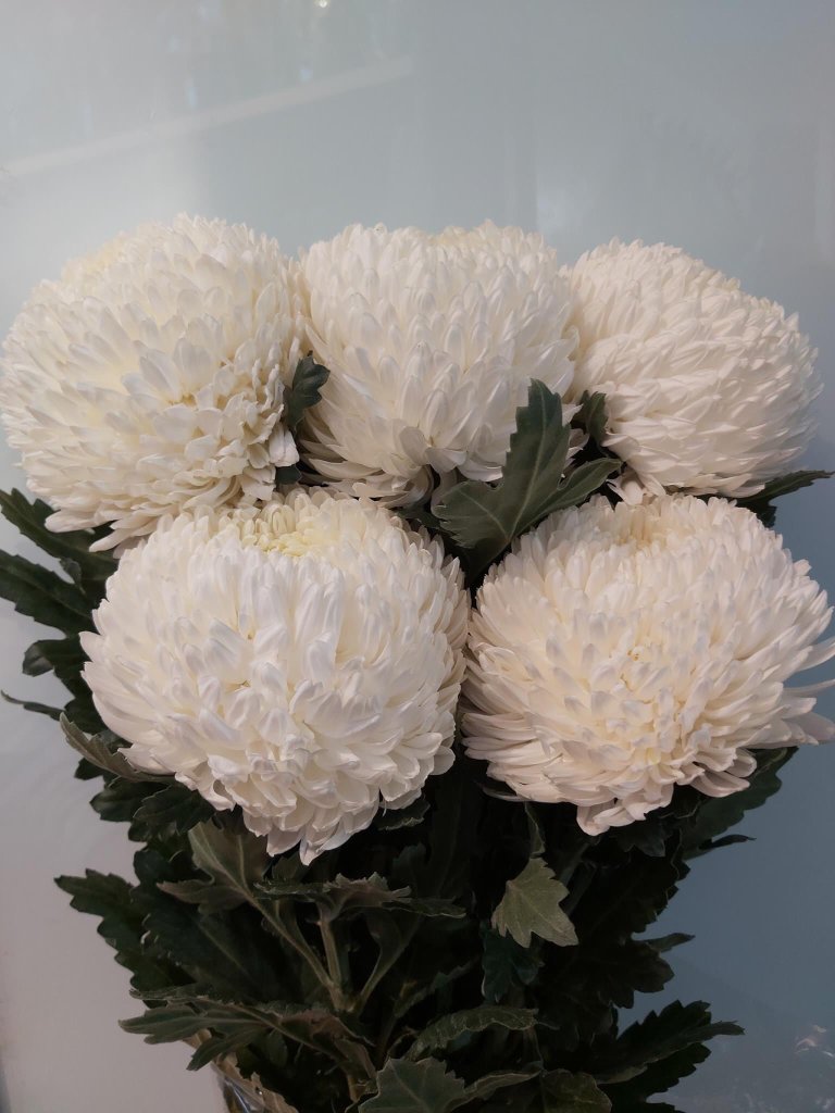 Cúc Mẫu Đơn Trắng Gallery 1