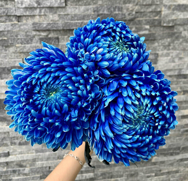 Cúc Mẫu Đơn Xanh Dương Gallery 1