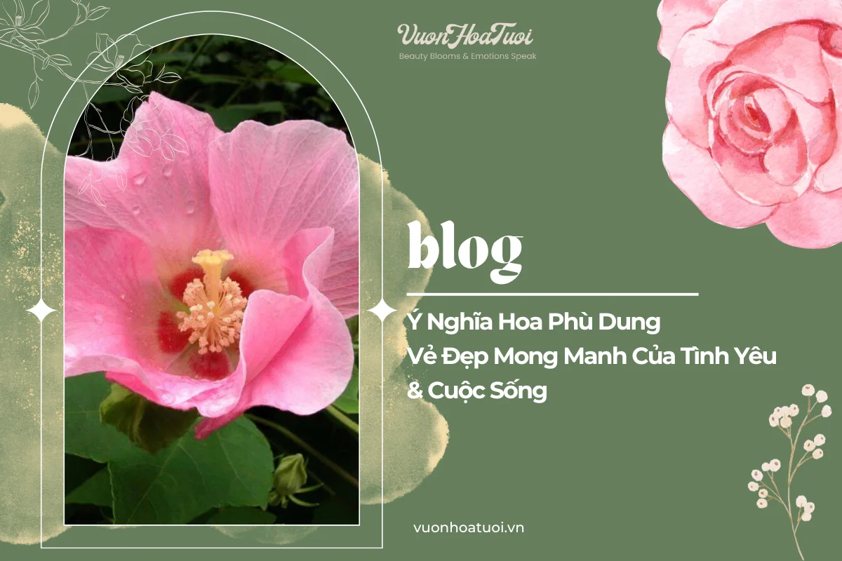 Hoa Dung: Nguồn gốc, ý nghĩa và cách chăm sóc Gallery 2