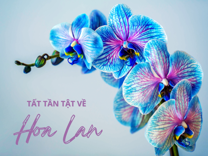 Hoa Lan: Vẻ đẹp quyến rũ và bí ẩn của loài hoa vương giả Gallery 2