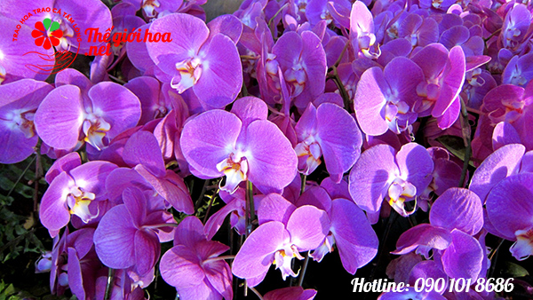 Thơ về Hoa Lan Tím Gallery 2