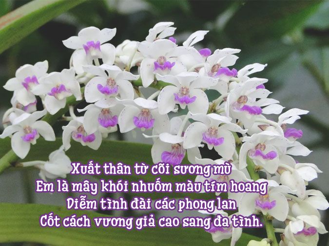 Thơ Về Hoa Lan: Tuyệt Tác Thi Ca Về Vẻ Đẹp Kiêu Sa Gallery 2