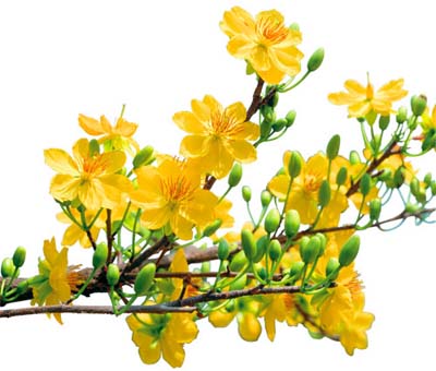 Thơ Ngắn Về Hoa Mai Gallery 2