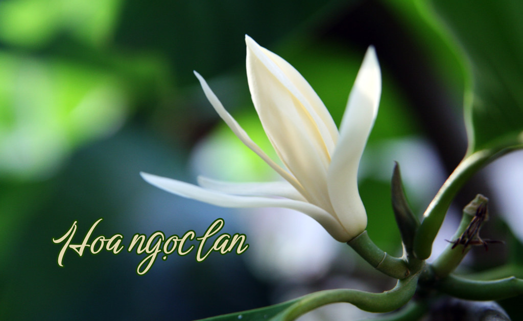 Sự Tích Hoa Ngọc Lan: Truyền Thuyết Cảm Động Về Loài Hoa Cao Quý Gallery 2