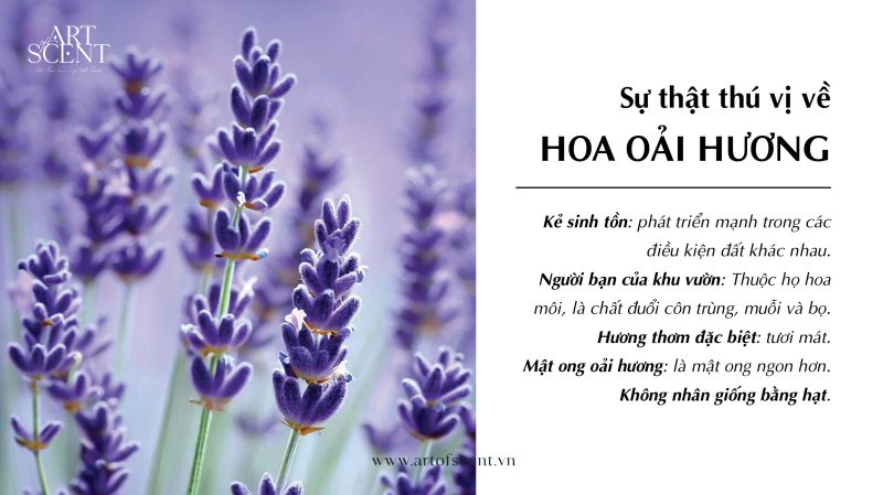 Thơ Về Hoa Oải Hương – Mùi Hương Tím Ngát Của Đồng Núi Gallery 2