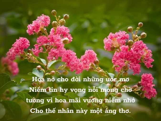 Thơ Về Hoa Tường Vi - Vẻ Đẹp Kiêu Sa Và Mê Hoặc Gallery 2