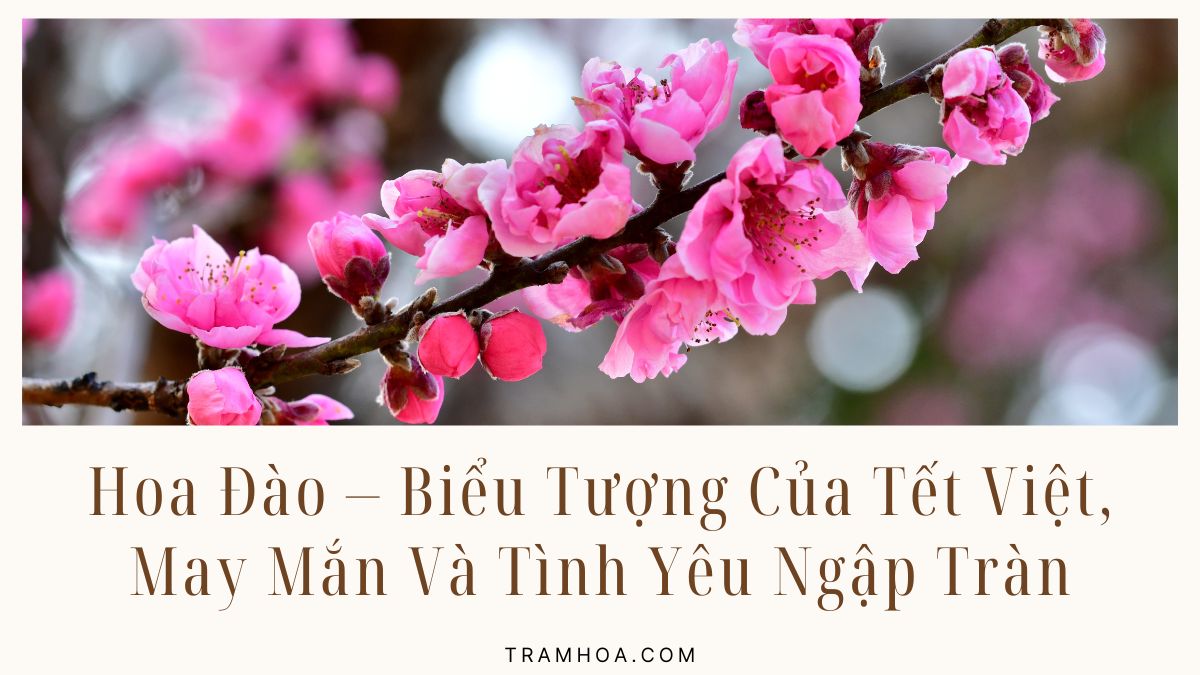 Thỏ Hoa Đào: Nguồn Gốc, Ý Nghĩa và Cách Chăm Sóc Gallery 2