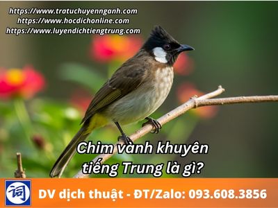Tiếng Chim Vành Khuyên Gallery 2