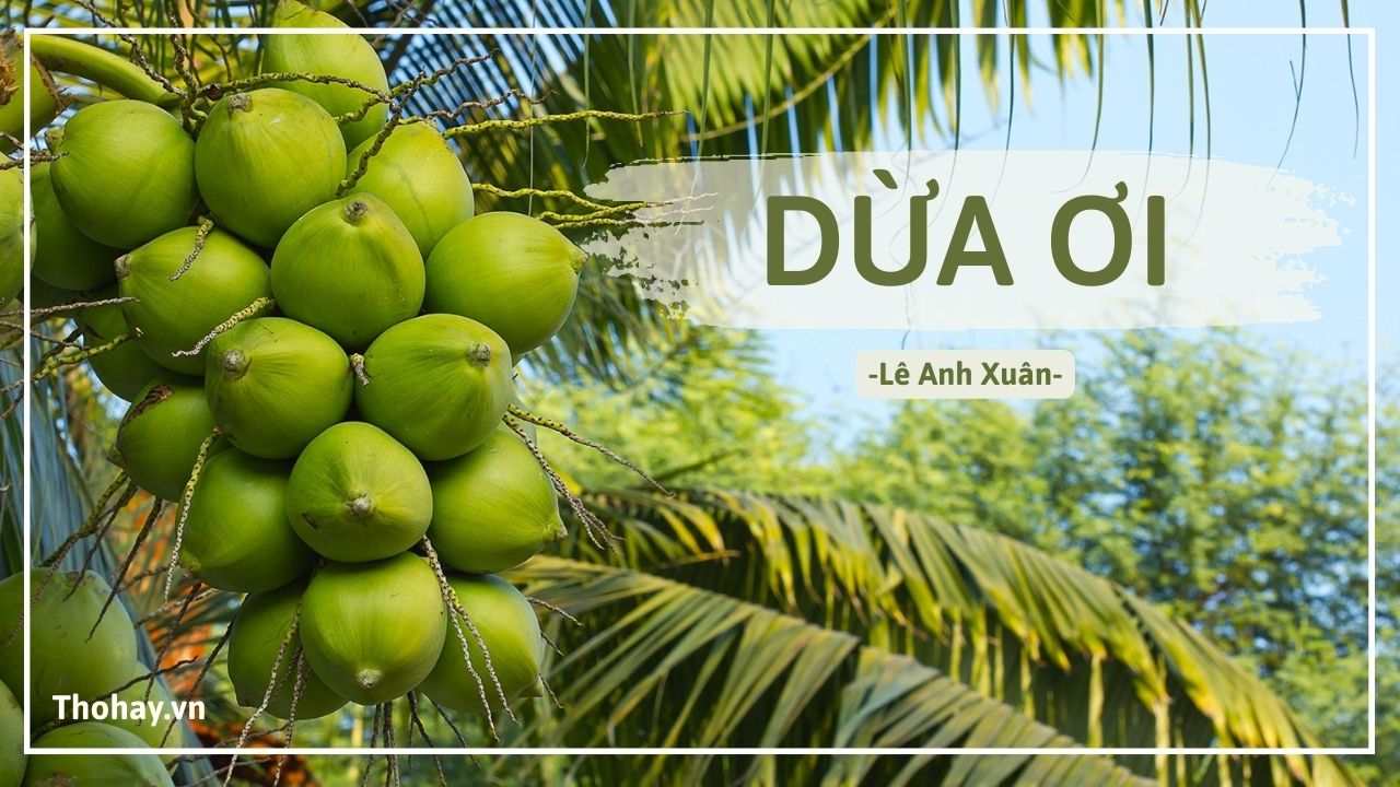 Dừa ơi Lê Anh Xuân Gallery 2