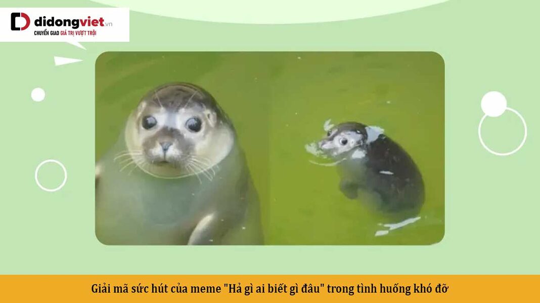 Biết Gì Đâu Meme Gallery 2