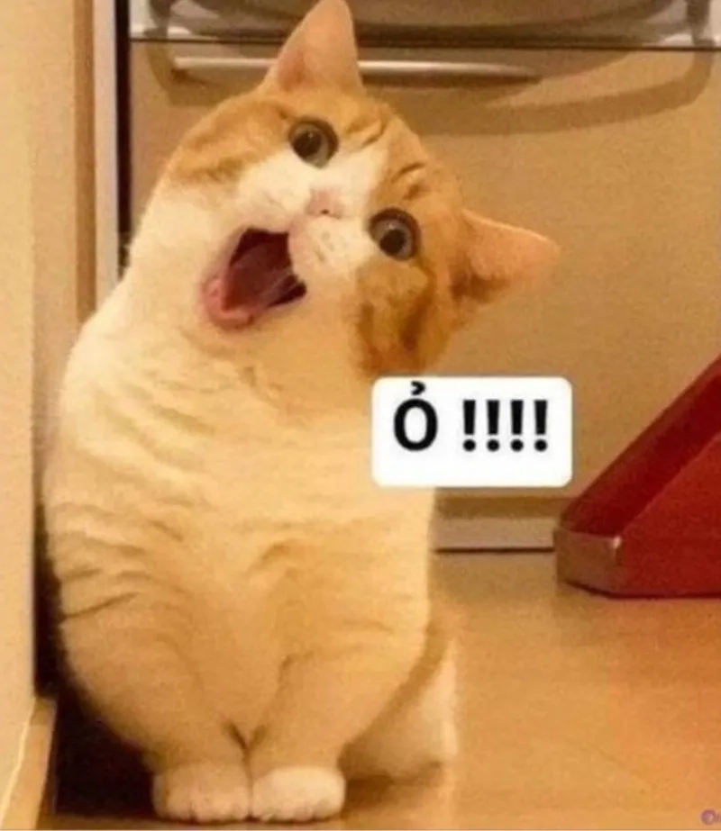 Meme Mèo Chu Mỏ: Nguồn Gốc, Ý Nghĩa và Sự Phổ Biến Gallery 2
