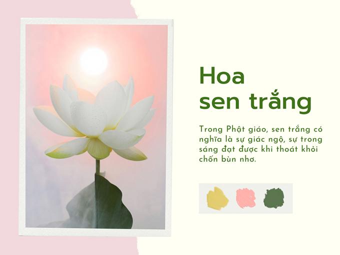 Thơ Về Sen Trắng - Tinh Khí Ngát Ngào, Thuần Khiết Tâm Hồn Gallery 2