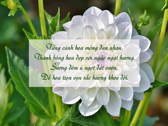 Bài Thơ Cây Thược Dược Gallery 2