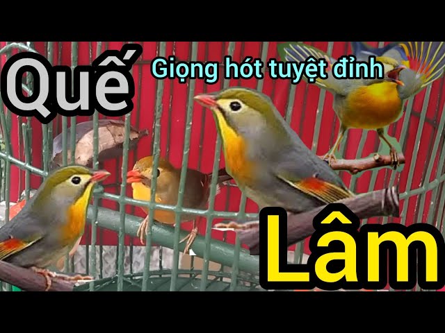 Quế Lâm Trống Hót Gallery 2