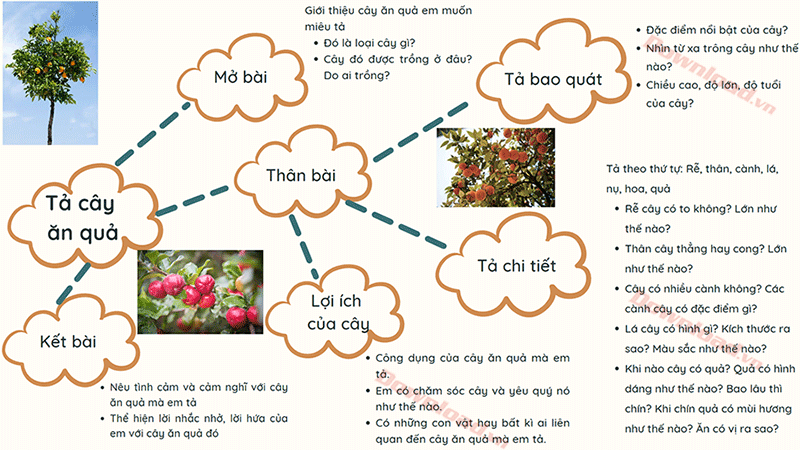 Cây Bàng - Loài Cây Em Yêu Thích Gallery 2