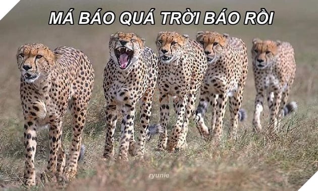 Meme Báo Quá Trời Báo: Giải Mã Hiện Tượng Internet Gallery 2