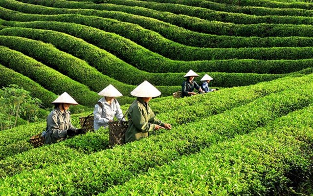 Hình Chê Là Gì? Ý Nghĩa, Tác Dụng Và Cách Sử Dụng Hình Chê Hiệu Quả Gallery 1