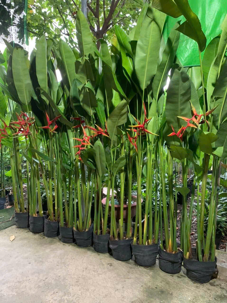 Cây Chuối Phượng Hoàng: Đặc điểm, ý nghĩa và cách trồng Gallery 2