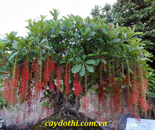 Cây Lộc Vừng Lá Đỏ: Đặc điểm, ý nghĩa và cách chăm sóc Gallery 2