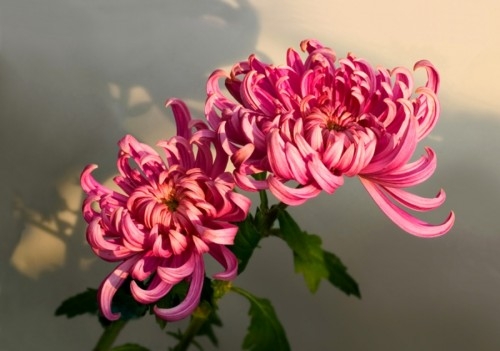 Cúc Đại Đóa Đỏ Gallery 2