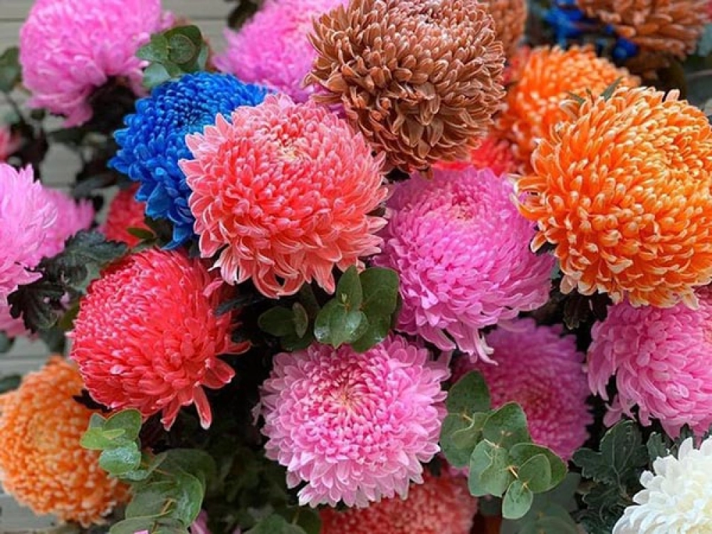 Cúc Mẫu Đơn Đỏ Gallery 2