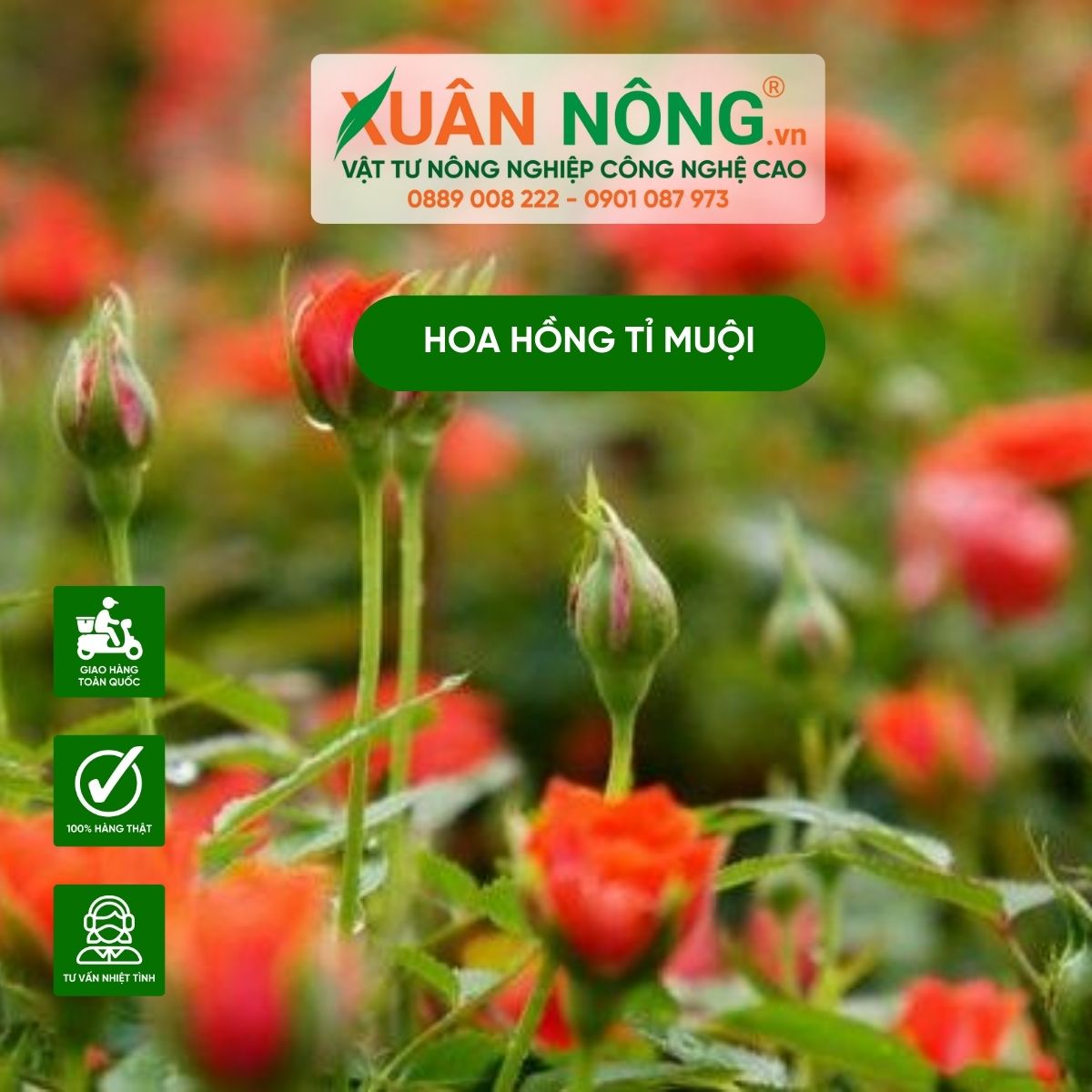 Hoa Ti Muội: Nguồn Gốc, Ý Nghĩa Và Cách Trồng Chăm Sóc Gallery 2