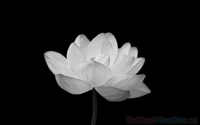 Bông Sen Màu Đen Gallery 2