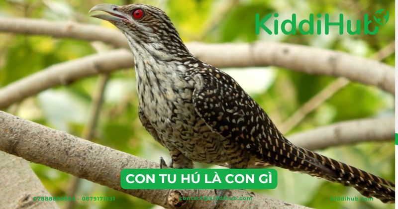 Thành Ngữ "Nuôi Con Tu Hú": Giải Mã Ý Nghĩa Và Nguồn Gốc Gallery 2