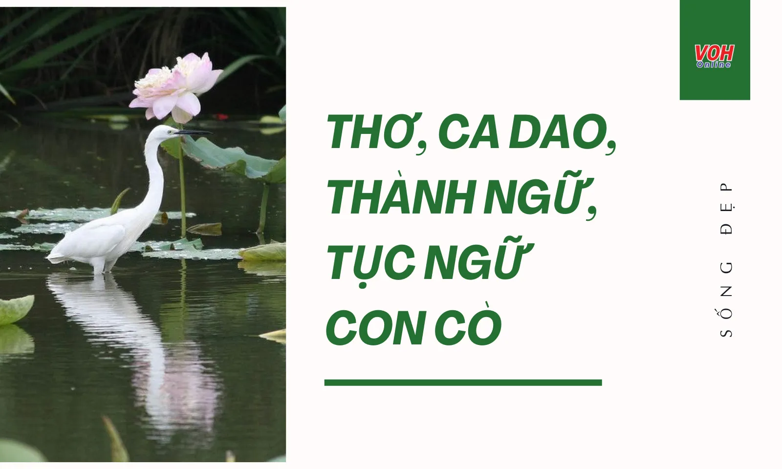 Con cò con vạc con nông là gì? Gallery 1