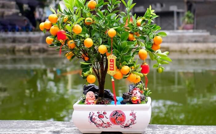 Ý nghĩa của cây quất Gallery 2