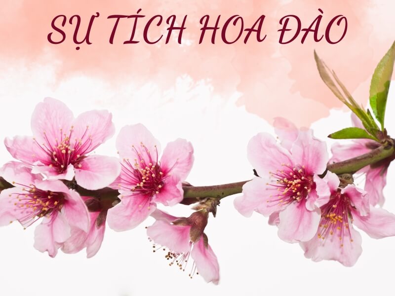 Sự Tích Hoa Đào: Truyền Thuyết Và Ý Nghĩa Gallery 2