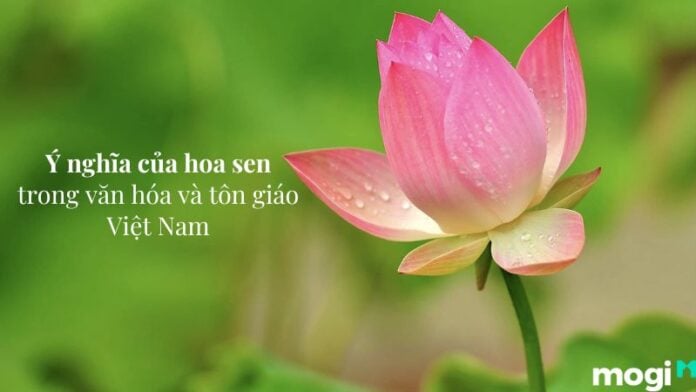 Hoa Sen - Biểu tượng tinh thần của người Việt Gallery 2