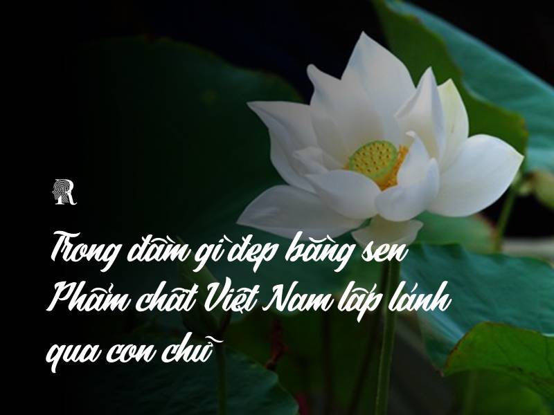 Trong đầm gì đẹp bằng sen lá xanh bông trắng lại chen nhị vàng? Gallery 2