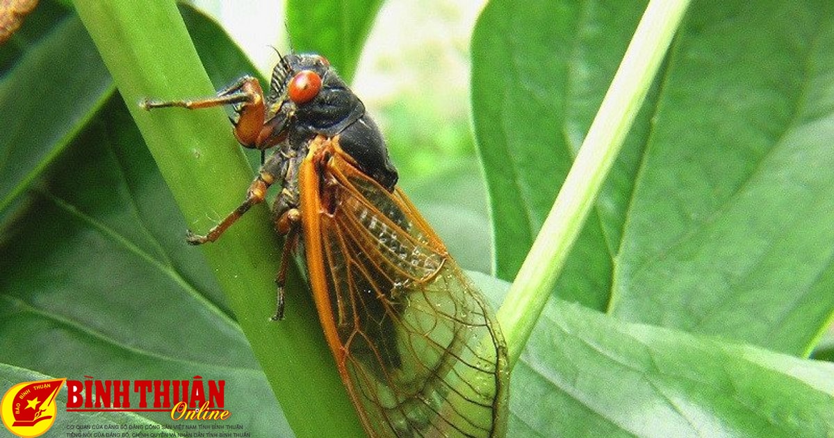 Tiếng Ve Kêu Râm Ran Như Tiếng Gì? Gallery 2