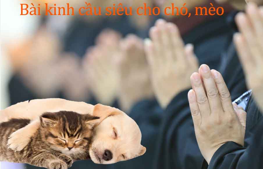 Kinh Siêu Thoát Cho Chó Gallery 1